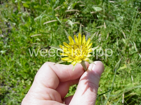 salsify, western